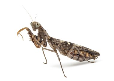 Yaşlı ve kör kadın üzerinde beyaz izole peygamber devesi