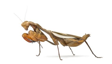 Beyaz izole devesi - Parasphendale sp dev-