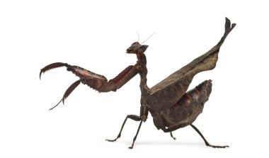 ölü yaprak mantises - Acanthops Sp - beyaz izole