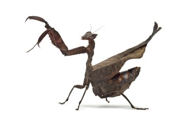 ölü yaprak mantises - Acanthops Sp - beyaz izole