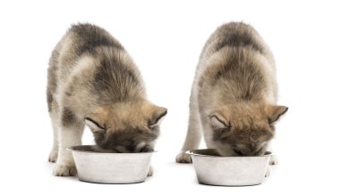 Alaskan Malamute köpekler izole üzerinde beyaz içme