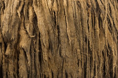 Poitou eşek dreadlocks saç ayrıntılarını