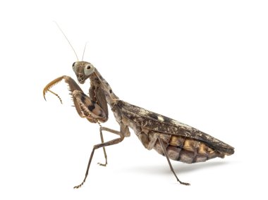 Yaşlı ve kör kadın üzerinde beyaz izole peygamber devesi