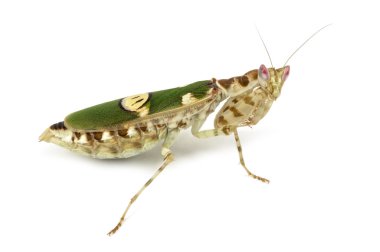 Çiçek mantis - Creobroter gemmatus, üzerinde beyaz izole