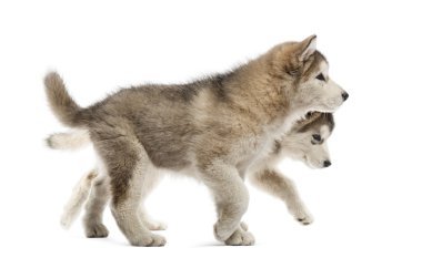 Alaskan Malamute köpekler izole üzerinde beyaz yürüyüş