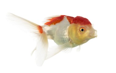 Bir aslanın baş goldfish beyaz izole yan görünüm