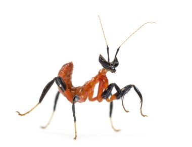 Beyaz izole genç orkide mantis - Hymenopus coronatus,