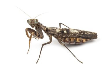 Yaşlı ve kör kadın üzerinde beyaz izole peygamber devesi