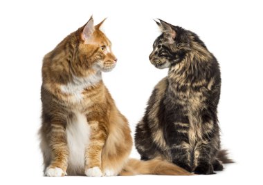 Birbirimizi ialosted beyaz üzerine iki kedi