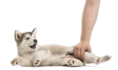bir insan eli ile tarafında yalan köpek yavrusu