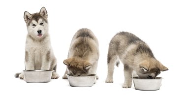 Alaskan Malamute köpekler izole üzerinde beyaz içme