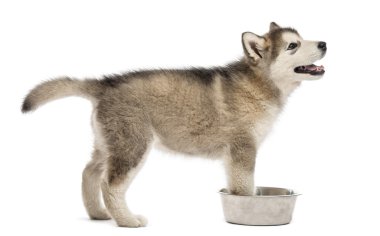 Alaskan Malamute köpek yavrusu bir kase ile yan görünüm