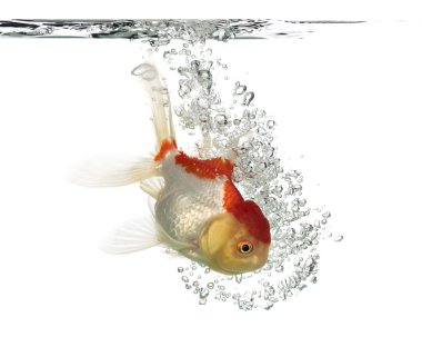 Dalış Aslan'ın baş goldfish yan görünüm