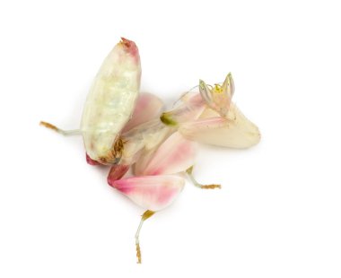 Beyaz izole kadın dua eden peygamber devesi, orkide mantis