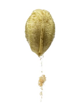 W izole peygamber devesi, Macromantis ovalifolia, ootheca