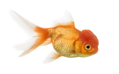 Bir aslanın baş goldfish beyaz izole yan görünüm