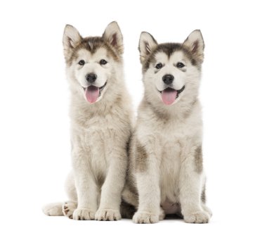 Alaskan Malamute köpekler oturma ve nefes nefese beyaz izole
