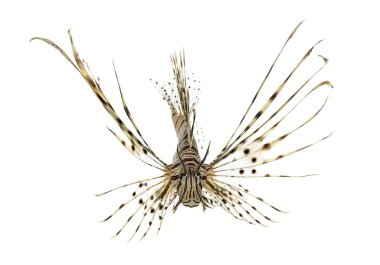 Beyaz izole kırmızı lionfish önden görünümü
