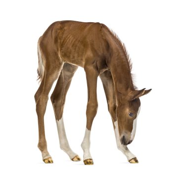 Beyaz izole tayı aşağı bakıyor