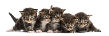 Maine coon kitten in a row isolated on white clipart