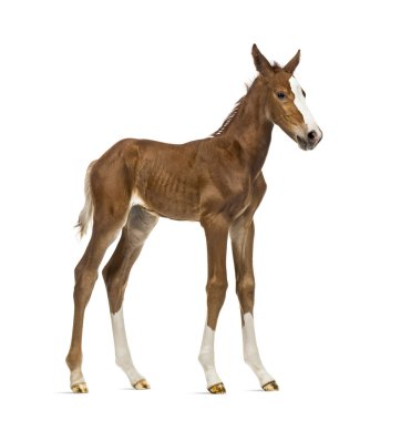 Beyaz izole bir tayı yan görünüm