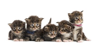 Beyaz izole bir satır de Maine coon kedi