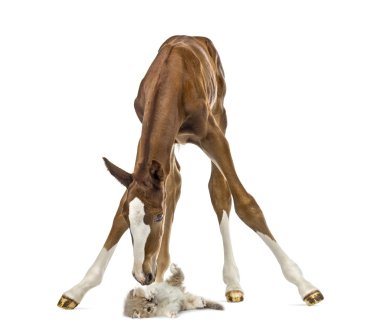 Foal playing with a cat isolated on white clipart