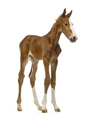 Foal isolated on white clipart