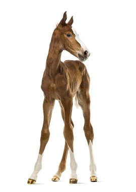 Front view of a foal isolated on white clipart