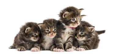 Beyaz izole bir satır de Maine coon kedi