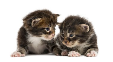 Maine coon yavru kedi üzerinde izole beyaz etkileşim
