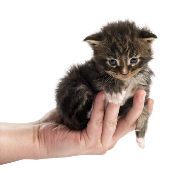 İnsan eli beyaz izole de Maine coon kedi