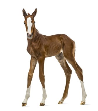 Tay bakan beyaz izole