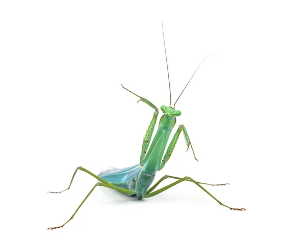 Vooraanzicht van praying mantis, geïsoleerd op wit — Stockfoto