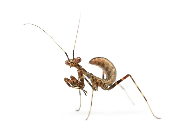 Young African Pinstripe Mantis -  Miomantis binotata — Stock Photo, Image