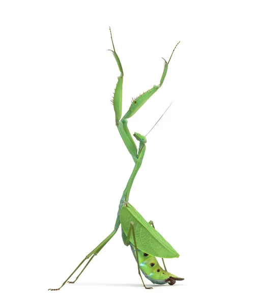 Mantis religiosa masculina Macromantis ovalifolia, aislada en blanco — Foto de Stock