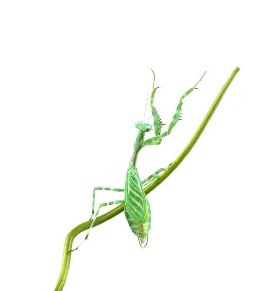 Praying Mantis - Miomantis binotata, on a blade of grass — Stock Photo, Image