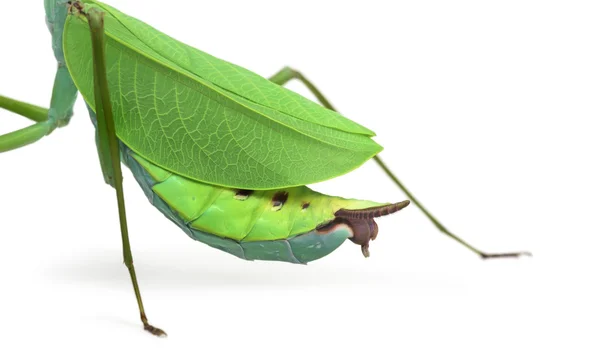 公螳螂-Macromantis 椭圆叶上白色孤立 — 图库照片