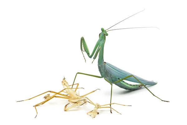 Praying mantis and its Ecdysis, Moulting — Stock Photo, Image