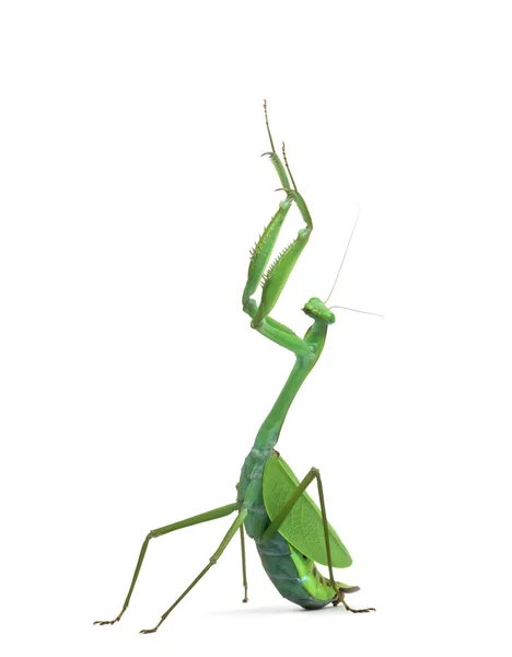 Samec kudlanky - Macromantis ovalifolia, izolované na bílém — Stock fotografie