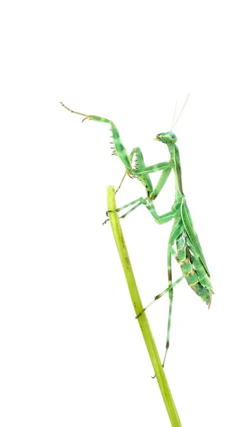 Praying Mantis - Miomantis binotata, on a blade of grass — Stock Photo, Image