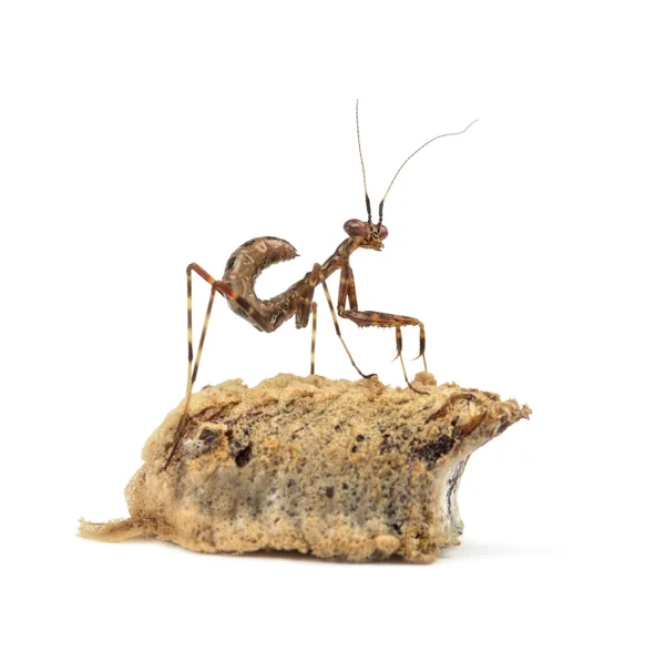 Young African Pinstripe Mantis and an ootheca — Stock Photo, Image