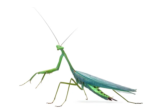 Mantis religiosa masculina Macromantis ovalifolia, aislada en blanco — Foto de Stock