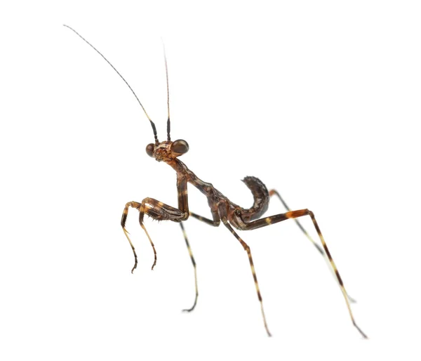 Joven orante Mantis - Miomantis binotata, aislado en blanco — Foto de Stock