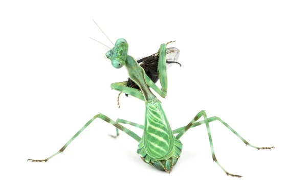Богомол, поедающий муху, изолированную на белом — стоковое фото