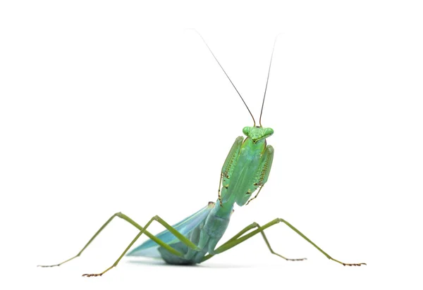 公螳螂-Macromantis 椭圆叶上白色孤立 — 图库照片