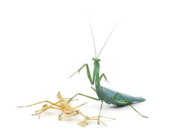 La mantis orante y su ecdisis, muda — Foto de Stock
