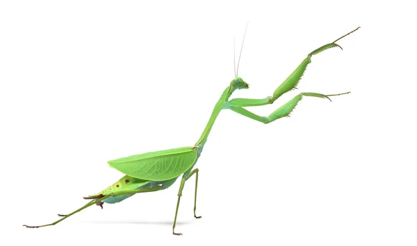 Mantis religiosa masculina Macromantis ovalifolia, aislada en blanco — Foto de Stock