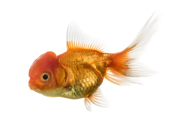 Widok z boku z goldfish głowa Lwa, na białym tle — Zdjęcie stockowe