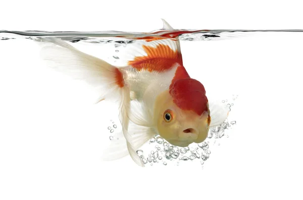 Side view of a diving lion's head goldfish — Stock Photo, Image